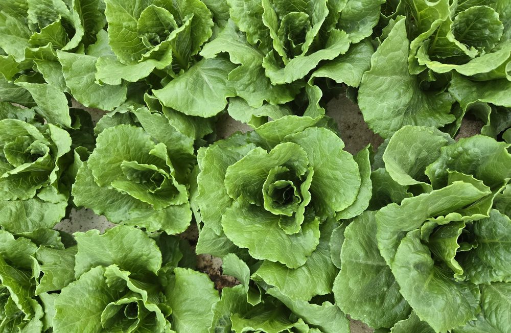 Rounded green butterhead-style lettuce rosettes, overhead view