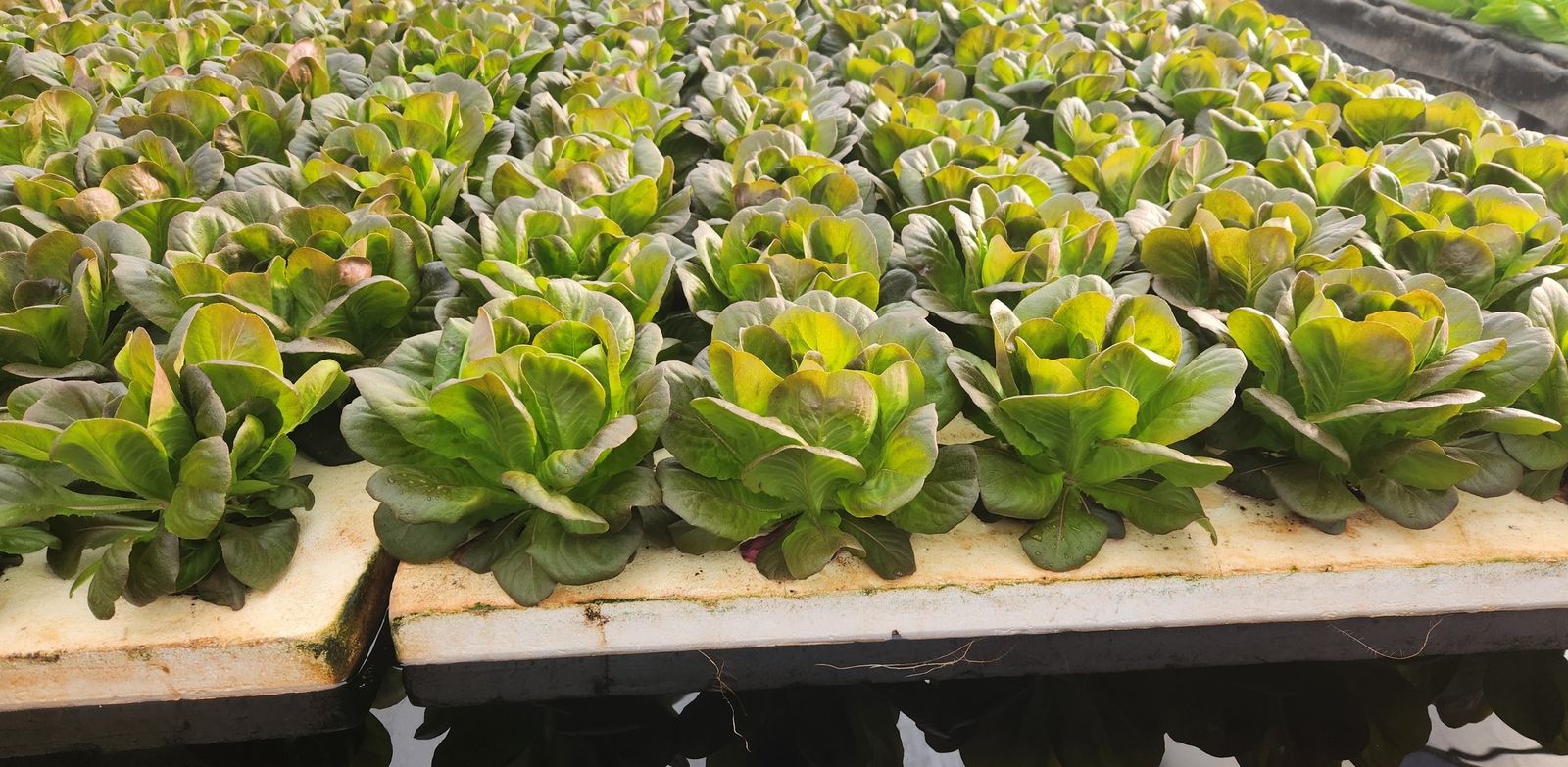 Foam rafts of lettuce floating on nutrient water at the LettuceB greenhouse