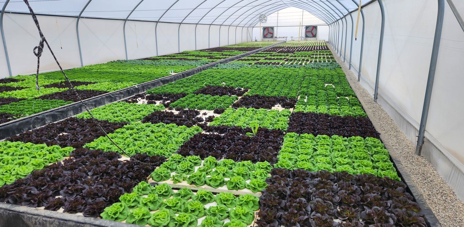 Rows of green and red lettuce inside the LettuceB greenhouse tunnel