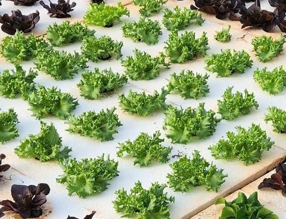 Frilly green summer crisp lettuce, overhead view