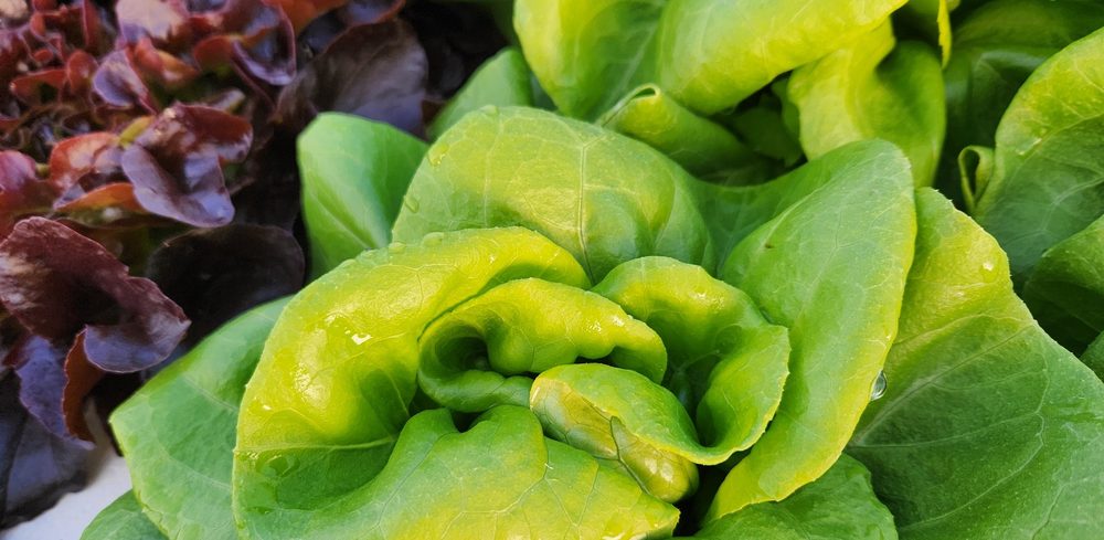 Salanova Green Butter lettuce head, close up with dew