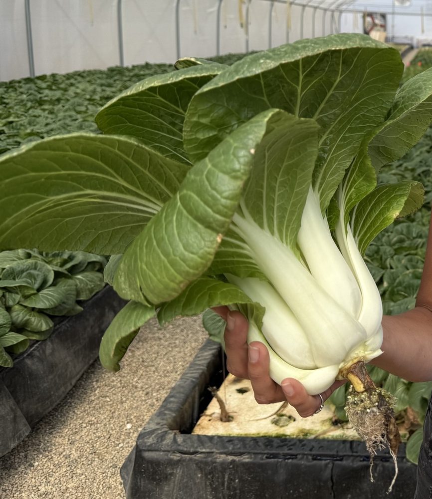 Loose-leaf pac choi head held by hand, roots attached