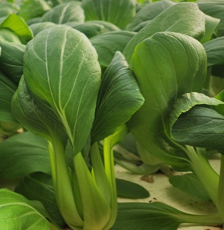 Close-up of pac choi leaves and stems in rows