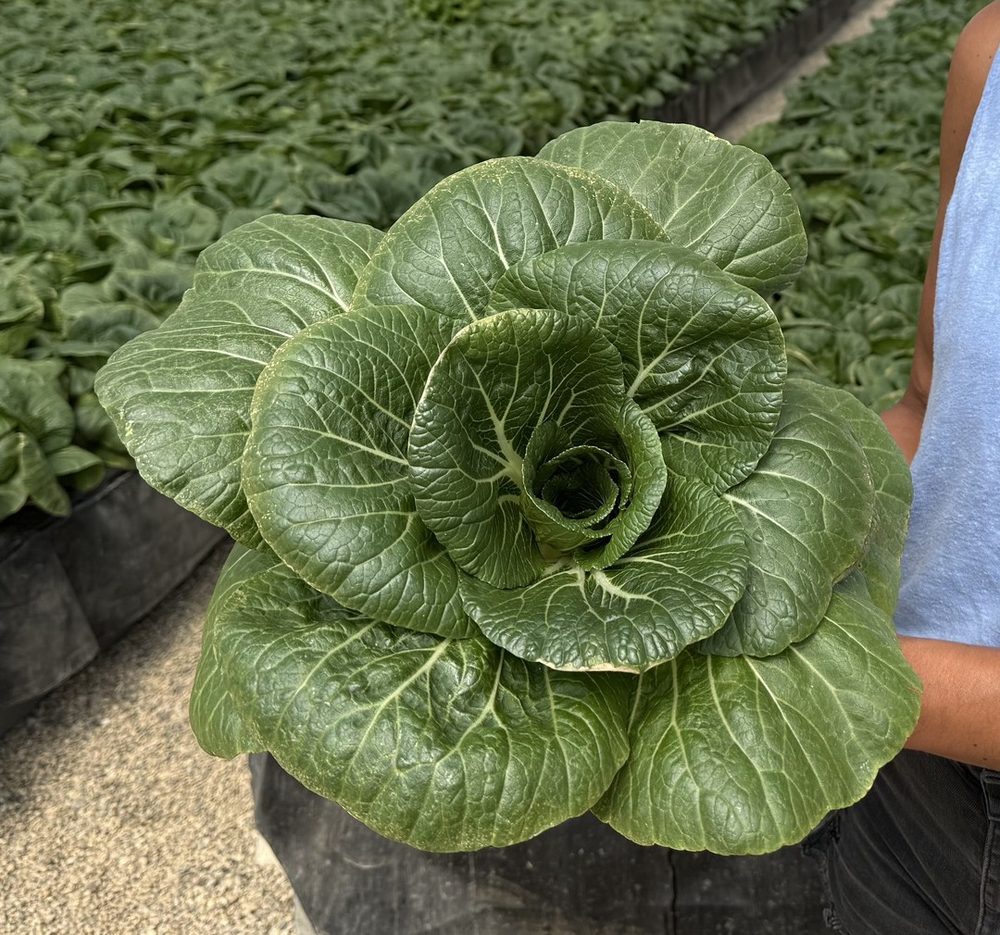 Compact pac choi rosette held by hand