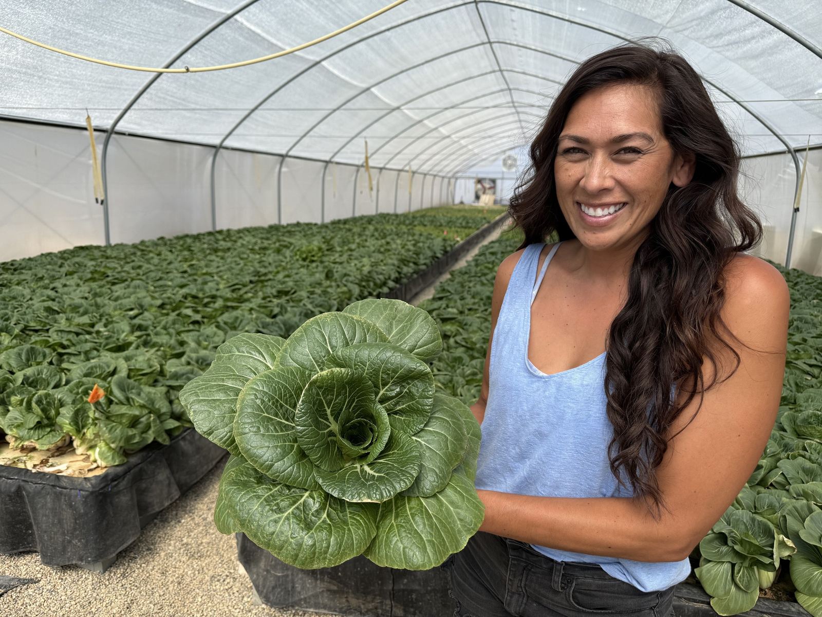 Grower holding a freshly harvested pak choi head inside the greenhouse