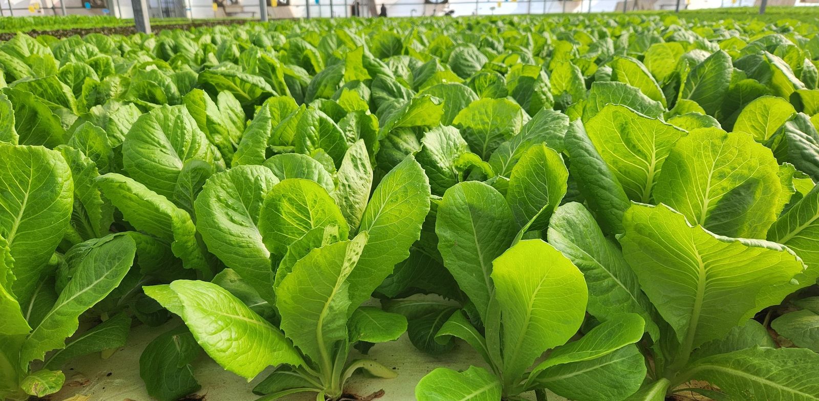 Rows of crisp romaine lettuce inside the greenhouse