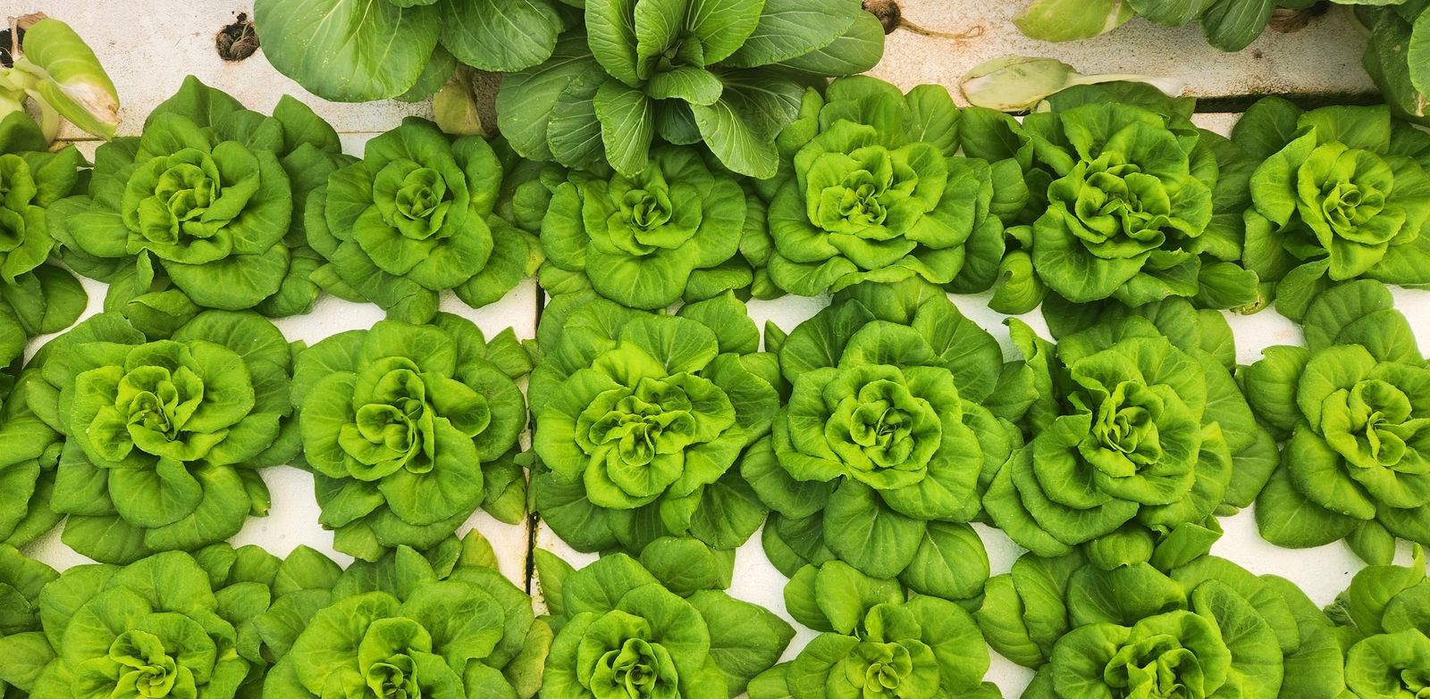 Rows of green oakleaf lettuce, overhead view